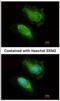 Ubiquitin Conjugating Enzyme E2 K antibody, NBP2-16831, Novus Biologicals, Immunofluorescence image 