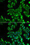 Stomatin antibody, 22-168, ProSci, Immunofluorescence image 