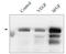 Kinase Insert Domain Receptor antibody, DM3523P, Origene, Western Blot image 