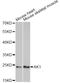 Adenylate Kinase 1 antibody, A1218, ABclonal Technology, Western Blot image 