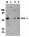 GDNF Family Receptor Alpha 1 antibody, A02897, Boster Biological Technology, Western Blot image 