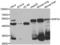 Zinc Finger Protein 24 antibody, LS-C349192, Lifespan Biosciences, Western Blot image 