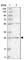 Biphenyl Hydrolase Like antibody, HPA036753, Atlas Antibodies, Western Blot image 