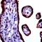 Calcium Sensing Receptor antibody, PA1-37213, Invitrogen Antibodies, Immunohistochemistry frozen image 
