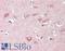 Neurofascin antibody, LS-B14115, Lifespan Biosciences, Immunohistochemistry paraffin image 