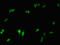 Neutrophil Cytosolic Factor 2 antibody, orb401200, Biorbyt, Immunocytochemistry image 