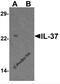 Interleukin 37 antibody, 7499, ProSci, Western Blot image 