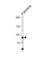 Adenosine Monophosphate Deaminase 3 antibody, abx033731, Abbexa, Western Blot image 