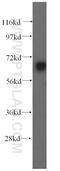 Ubiquilin Like antibody, 16400-1-AP, Proteintech Group, Western Blot image 
