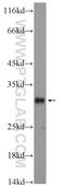 Cold Shock Domain Containing C2 antibody, 25013-1-AP, Proteintech Group, Western Blot image 