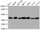 Aldolase, Fructose-Bisphosphate A antibody, CSB-RA571479A0HU, Cusabio, Western Blot image 