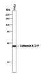 Cathepsin Z antibody, PA5-47965, Invitrogen Antibodies, Western Blot image 