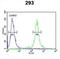 Transcription Elongation Regulator 1 Like antibody, abx034142, Abbexa, Flow Cytometry image 