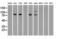 B-Raf Proto-Oncogene, Serine/Threonine Kinase antibody, LS-C114541, Lifespan Biosciences, Western Blot image 