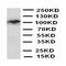 Kruppel Like Factor 5 antibody, orb97015, Biorbyt, Western Blot image 