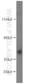 Zinc finger HIT domain-containing protein 2 antibody, 16885-1-AP, Proteintech Group, Western Blot image 