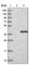 Endoplasmic Reticulum-Golgi Intermediate Compartment 1 antibody, HPA018900, Atlas Antibodies, Western Blot image 