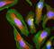 Actin Alpha 1, Skeletal Muscle antibody, NBP2-25142, Novus Biologicals, Immunofluorescence image 
