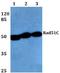 RAD51 Paralog C antibody, A01837, Boster Biological Technology, Western Blot image 