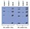 His tag antibody, GTX18184, GeneTex, Western Blot image 