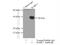 RAB, Member Of RAS Oncogene Family Like 3 antibody, 11916-1-AP, Proteintech Group, Immunoprecipitation image 