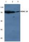 Histone Deacetylase 10 antibody, AP06156PU-N, Origene, Western Blot image 