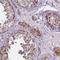 Dihydrouridine Synthase 2 antibody, HPA042560, Atlas Antibodies, Immunohistochemistry frozen image 