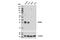 TNF Superfamily Member 4 antibody, 14991S, Cell Signaling Technology, Western Blot image 