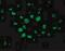 Apoptotic Peptidase Activating Factor 1 antibody, NBP1-77000, Novus Biologicals, Immunofluorescence image 