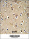 NEDD4 E3 Ubiquitin Protein Ligase antibody, 64-194, ProSci, Immunohistochemistry paraffin image 