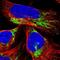 Tu Translation Elongation Factor, Mitochondrial antibody, NBP1-84890, Novus Biologicals, Immunofluorescence image 