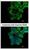 Ring Finger Protein 10 antibody, NBP2-20174, Novus Biologicals, Immunocytochemistry image 