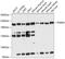 Proteasome Activator Subunit 4 antibody, 15-216, ProSci, Western Blot image 