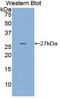 Tissue Factor Pathway Inhibitor 2 antibody, LS-C296663, Lifespan Biosciences, Western Blot image 