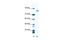 DEAH-Box Helicase 16 antibody, PA5-41404, Invitrogen Antibodies, Western Blot image 