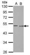 Pellino E3 Ubiquitin Protein Ligase 1 antibody, GTX123102, GeneTex, Western Blot image 