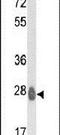 ETHE1 Persulfide Dioxygenase antibody, PA5-13593, Invitrogen Antibodies, Western Blot image 