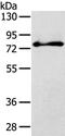 SH3 Domain Containing Kinase Binding Protein 1 antibody, PA5-50787, Invitrogen Antibodies, Western Blot image 