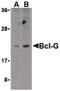 BCL2 Like 14 antibody, PA5-20029, Invitrogen Antibodies, Western Blot image 