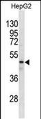 Gamma-Aminobutyric Acid Type A Receptor Rho1 Subunit antibody, PA5-49210, Invitrogen Antibodies, Western Blot image 