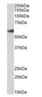Forkhead Box A2 antibody, orb334077, Biorbyt, Western Blot image 