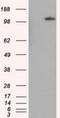 Betaine--Homocysteine S-Methyltransferase antibody, NBP2-02349, Novus Biologicals, Western Blot image 