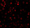 Defender Against Cell Death 1 antibody, A06054, Boster Biological Technology, Immunofluorescence image 