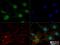 Fibroblast Growth Factor Receptor 1 antibody, NB120-829, Novus Biologicals, Immunofluorescence image 