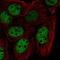 Heterogeneous Nuclear Ribonucleoprotein F antibody, HPA069667, Atlas Antibodies, Immunofluorescence image 