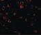 Interleukin 1 Receptor Associated Kinase 1 antibody, PA5-19855, Invitrogen Antibodies, Immunofluorescence image 
