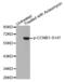 Cyclin B1 antibody, abx000338, Abbexa, Western Blot image 