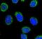 Serpin Family C Member 1 antibody, PA5-13674, Invitrogen Antibodies, Immunofluorescence image 