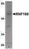 Ring Finger Protein 168 antibody, PA5-20738, Invitrogen Antibodies, Western Blot image 