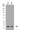 Macrophage Migration Inhibitory Factor antibody, MAB2891, R&D Systems, Western Blot image 